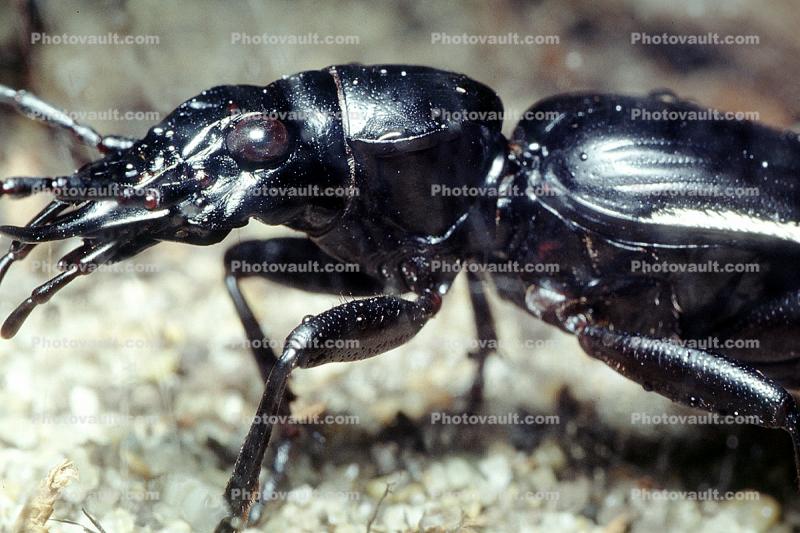 Anthia Beetle