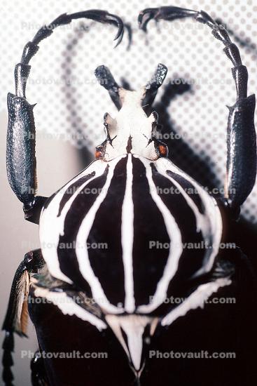 Goliath Beetle, (Goliathus goliathus)