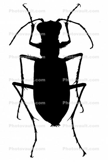 Tiger Beetle silhouette, logo, shape