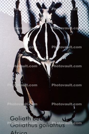 Goliath Beetle, (Goliathus goliathus)