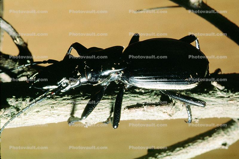 Anthia Beetle (Anthia thoracica)