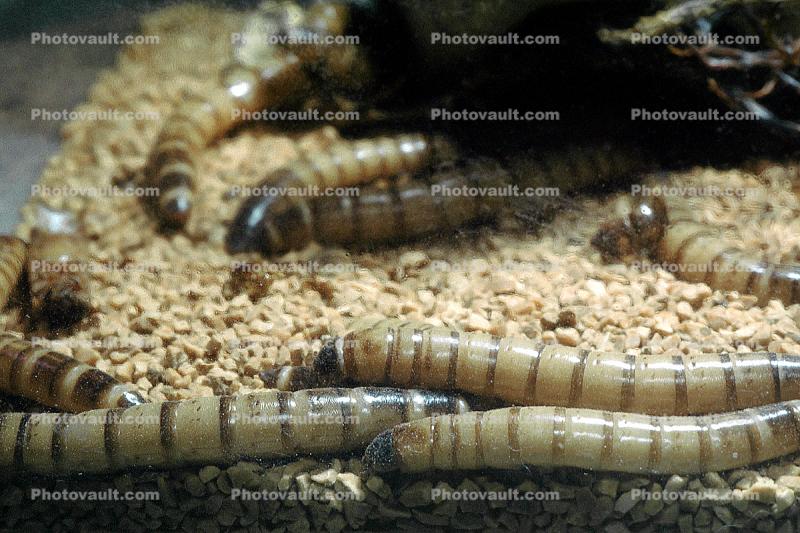 MealWorms, (Tenebrio molitor), meal worms, Tenebrionidae, Tenebrio