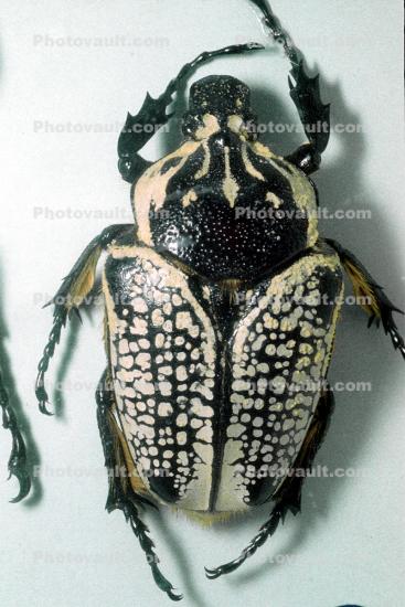 African Goliath Beetle, (Goliathus orientalus), Scarabaeidae, Cetoniinae