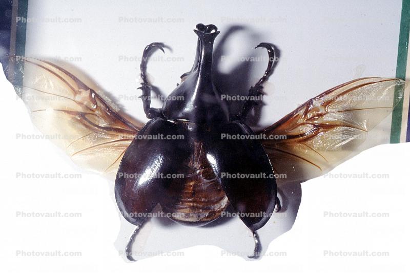 2 Horn Rhino Beetle, male, wings