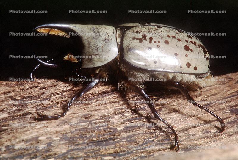 Grant's Hercules Beetle, (Dynastes granti), Scarabaeidae, Dynastinae, horn