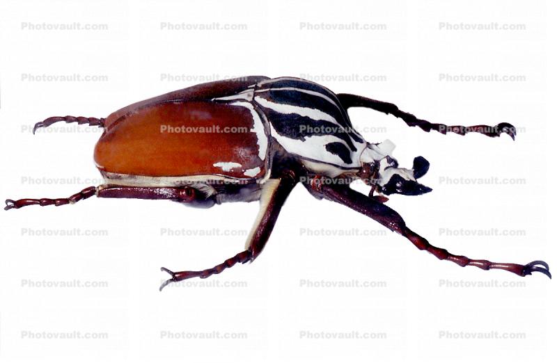 African Goliath Beetle photo-object, cutout, (Goliathus giganteus), Scarabaeidae, Cetoniinae