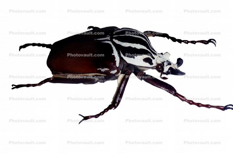 African Goliath Beetle, (Goliathus giganteus), Scarabaeidae, Cetoniinae, photo-object, object, cut-out, cutout