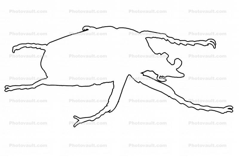 African Goliath Beetle Line-drawing, outline, (Goliathus giganteus), Scarabaeidae, Cetoniinae, logo, shape