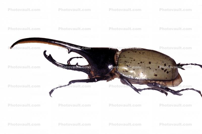Hercules Beetle, (Dynastes hercules), Scarabaeidae, Dynastinae, horns, photo-object, object, cut-out, cutout