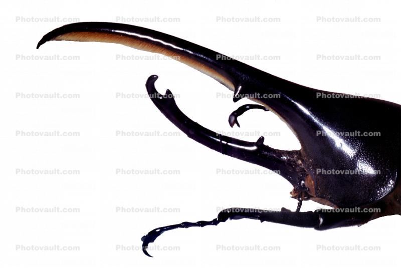 Hercules Beetle, (Dynastes hercules), Scarabaeidae, Dynastinae, horns, photo-object, object, cut-out, cutout