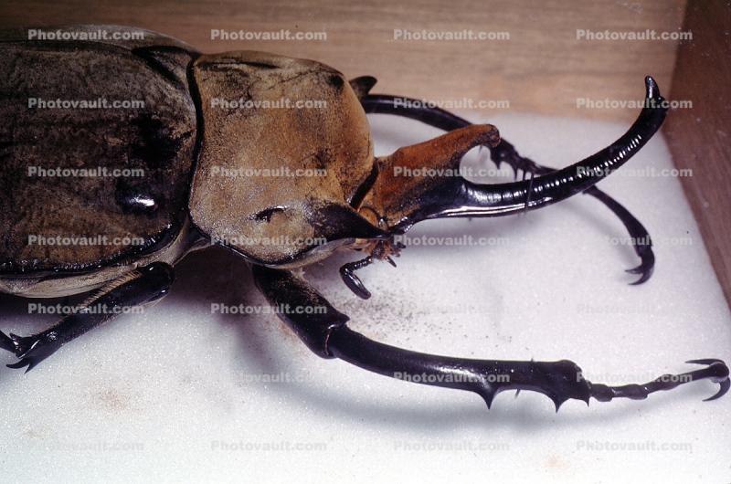 Elephant Beetle, (Megasoma elephas), Scarabaeidae, Dynastinae