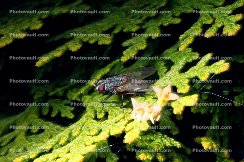 Fly Perched on an evergreen