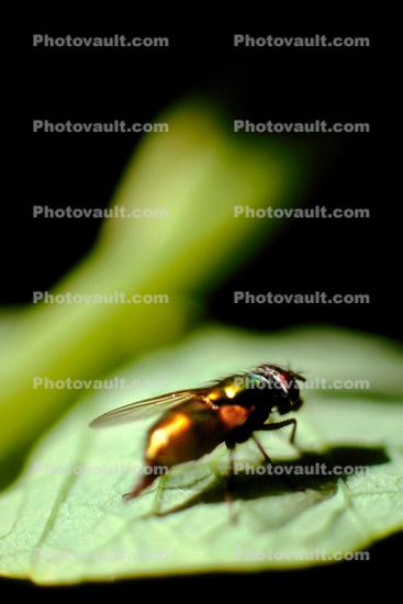 Fly on a leaf, Close-up
