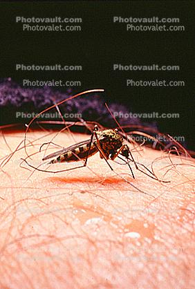 Mosquito, BIG and BAD and Thirsty, Human Skin Texture, Hair, Alaska