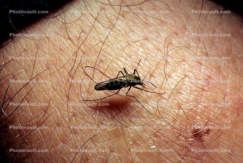 Big Bad Mosquito, Thirsty, Human Skin Texture, Hair, Alaska