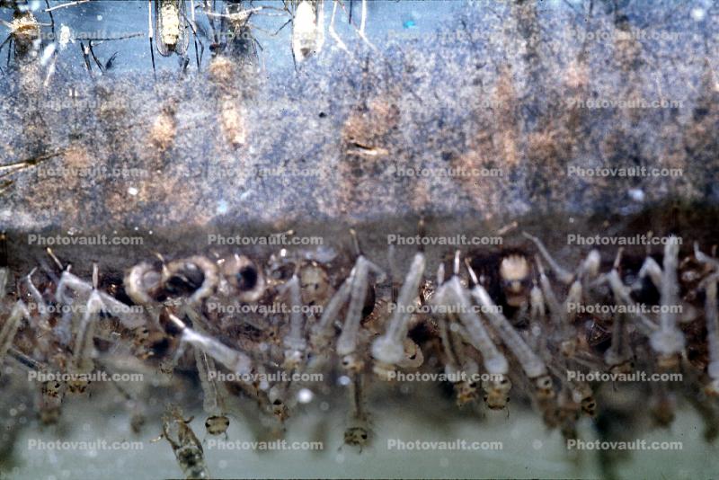 Mosquito Larvae Breathing  Underwater