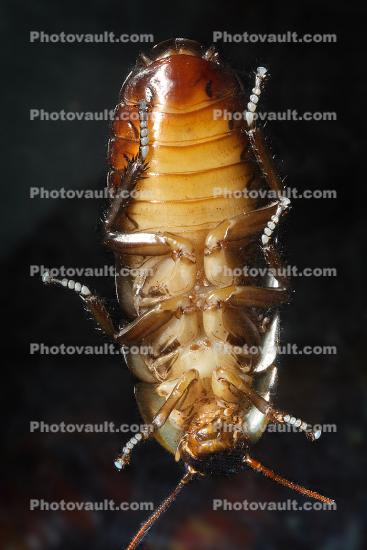 Madagascar Hissing Cockroach, (Gromphadorhina portentosa), Blattaria, Blattidae