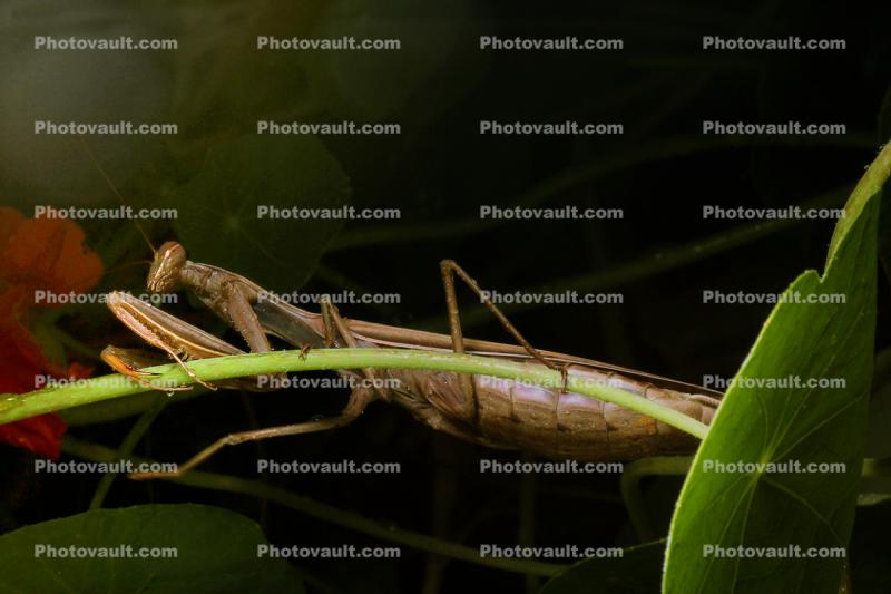 Praying Mantis, Sonoma County, Mantodea, Neoptera, Dictyoptera, Biomimicry