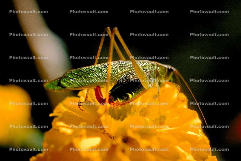Grasshopper on a Flower