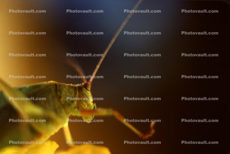 Grasshopper Antennas