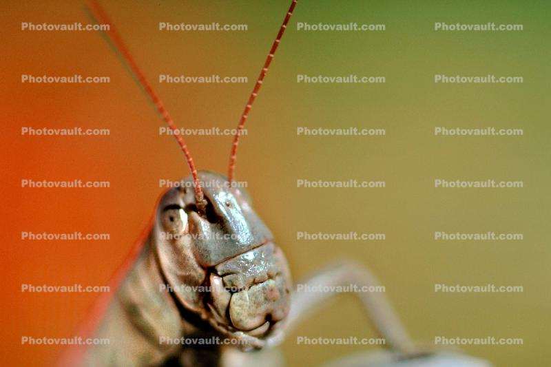 Grasshopper Antennas