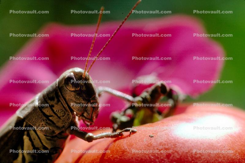 Grasshopper on a Tomato