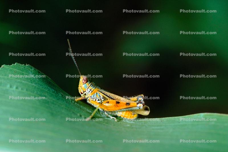 Grasshopper, Fada N'Gourma