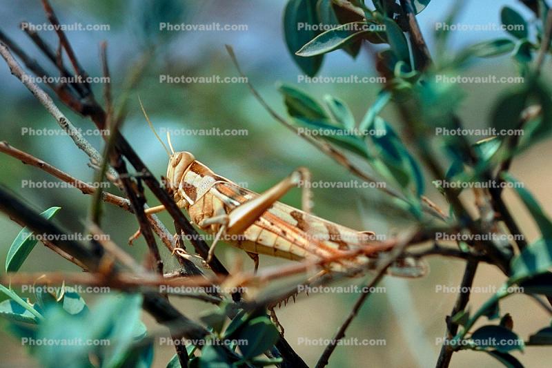 Grasshopper, Africa