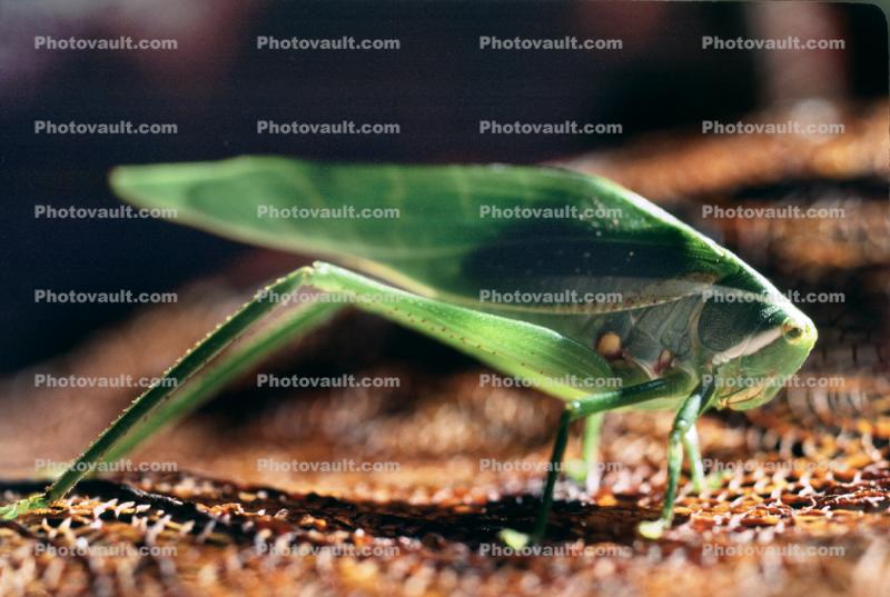 Grasshopper, Cancun, Mexico