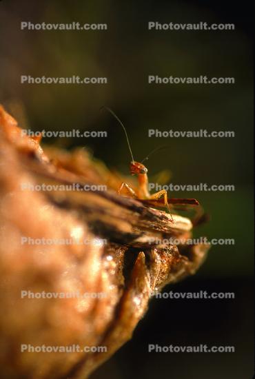 Praying Mantis, Topanga Canyon, Mantodea, Neoptera, Dictyoptera, Biomimicry