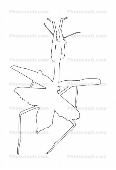 Phasmid outline, shape, line drawing