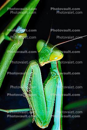 Sri Lanka Mantis (Hierodula membranacea), Pterygota, Neoptera, Dictyoptera, Leaf Insect, Mantid, Biomimicry