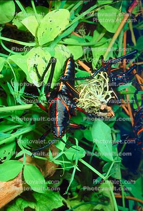 Southeastern Lubber Grasshopper, (Romalea guttata), Romaleidae
