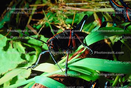 Southeastern Lubber Grasshopper, (Romalea guttata), Romaleidae