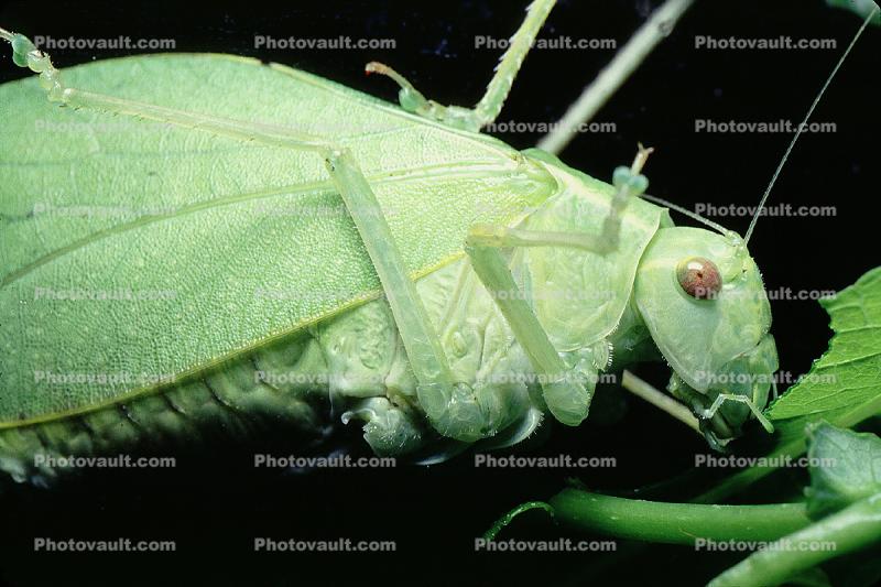 Greater Angle-wing Katydid, (Microcentrum rhombifolium), Ensifera, Tettigonioidea, Tettigoniidae, Angular-Winged Katydid, Biomimicry