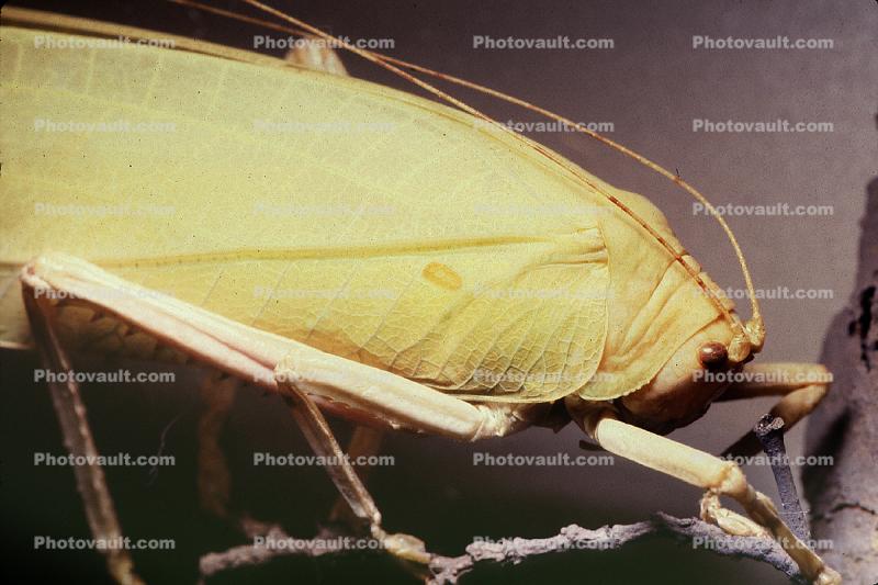 Katydid (Onomarchus, Malaysia, Biomimicry