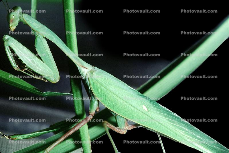 Sri Lanka Mantis, (Hierodula membranacea), Pterygota, Neoptera, Dictyoptera, Leaf Insect, Mantid, Biomimicry