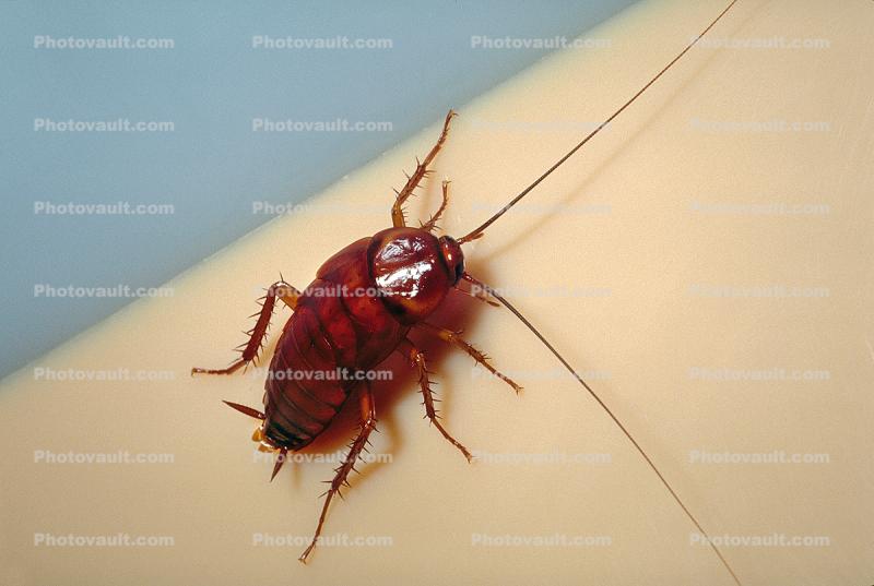 American Cockroach, (Periplaneta americana)