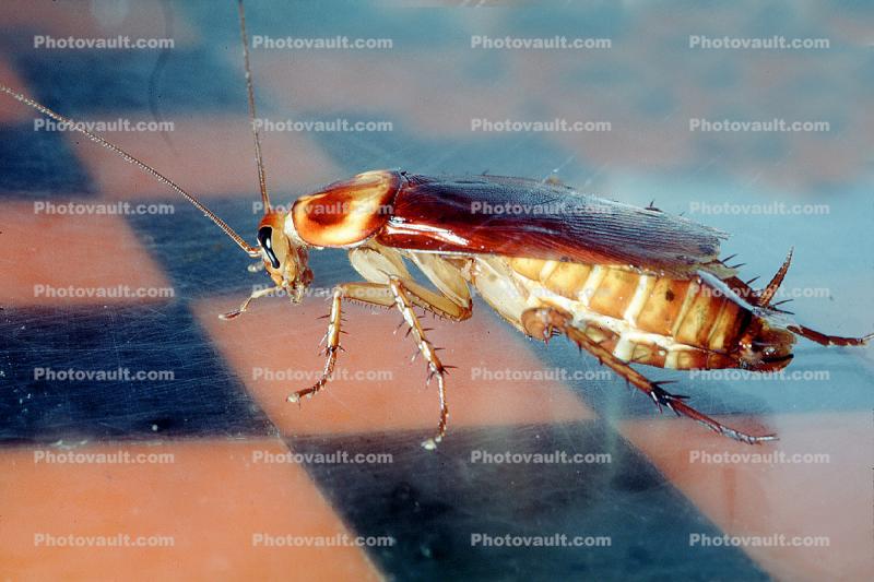 American Cockroach, (Periplaneta americana)