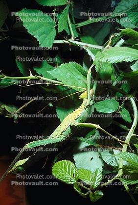 Thorny Phasmid, (Heteropteryx dilatata), Phasmatodea, Leaf Insect, Biomimicry