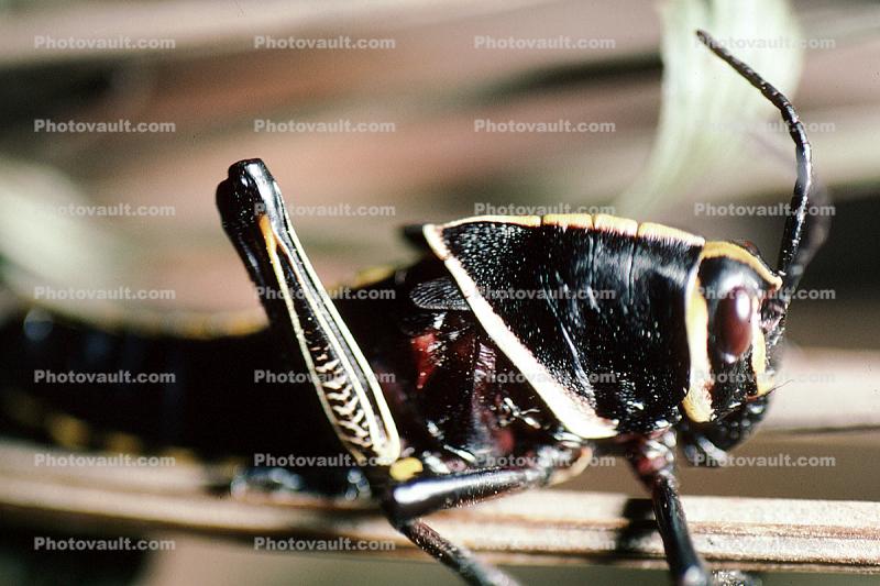 Horse Lubber Grasshopper, (Taeniopoda eques)