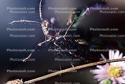 Horse Lubber Grasshopper (Taeniopoda eques)