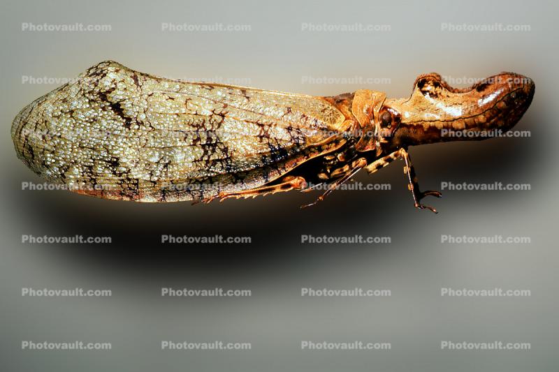 Biomimicry, Peanut Headed Lanternfly, (Fulgora laternaria)