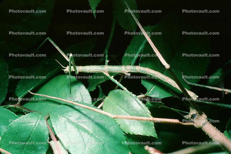 Vietnamese Walkingstick, (Medauroidea extradentata), Phasmatodea, Phasmatidae, Phasmid
