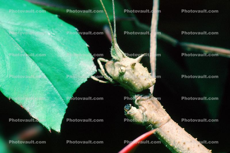Vietnamese Walkingstick, (Medauroidea extradentata), Phasmatodea, Phasmatidae, Phasmid