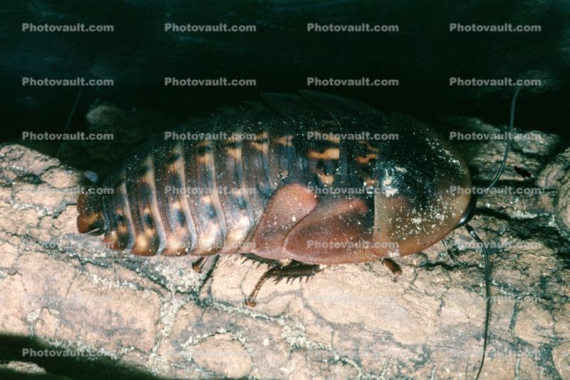 Death's Head Cockroach (Blaberus giganteus)