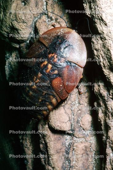 Death's Head Cockroach, (Blaberus giganteus)