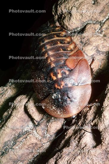 Death's Head Cockroach, (Blaberus giganteus)