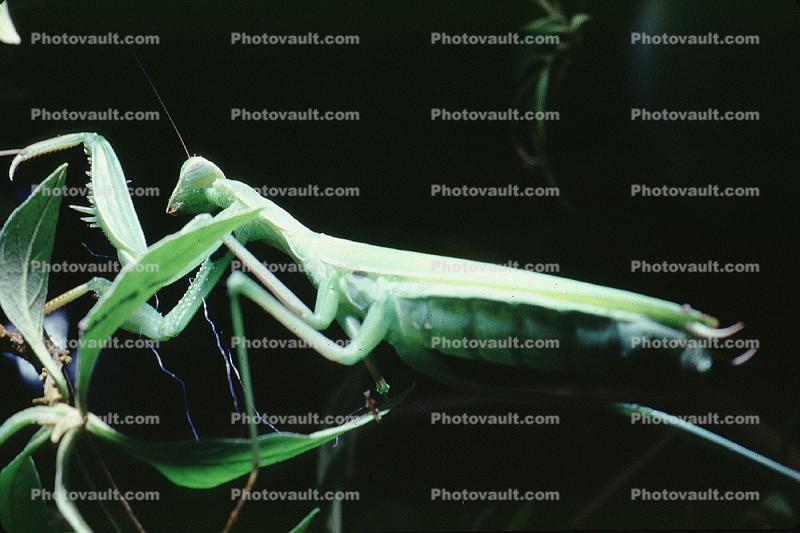 Praying Mantis, (Mantis religiosa), Mantodea, Mantidae, Mantid, Biomimicry