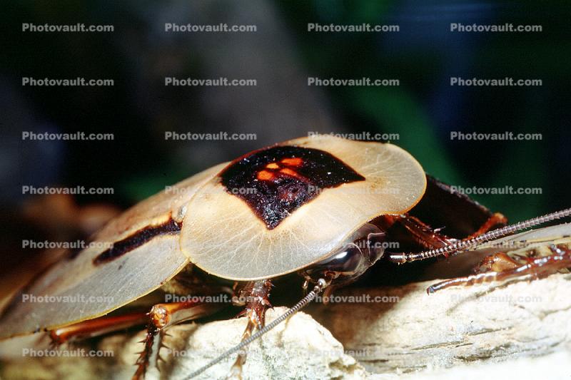 Trinidad Wood Cockroach, (Blaberus giganteus), Blattodea, Blaberidae